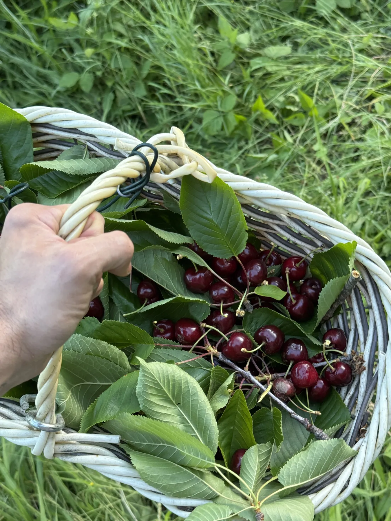 cesta di raccolto
