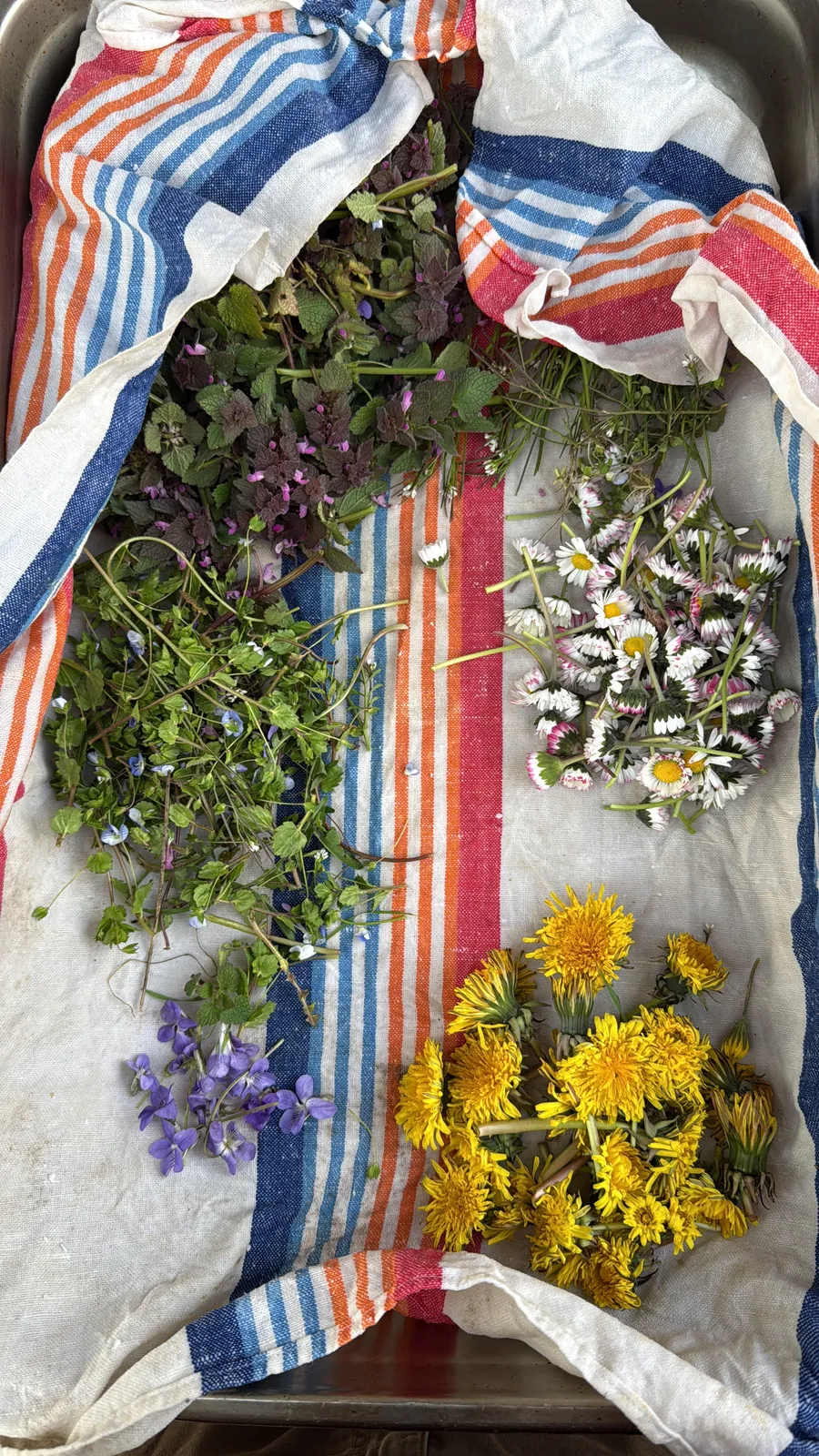 erbe spontanee e fiori eduli